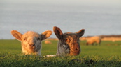SX21925 Two lambs in morning sun.jpg
